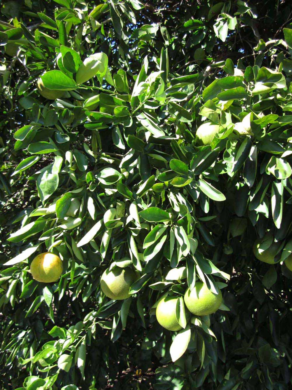              Sun leaves (Winter Haven, FL)       